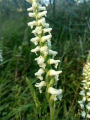 Spiranthes bightensis