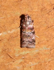 Dioryctria pygmaeella