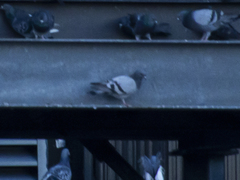 Columba livia domestica