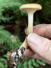 Paralepista gilva