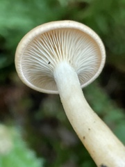 Paralepista gilva