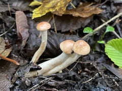 Paralepista gilva