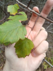 Crataegus pruinosa