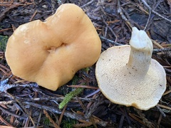 Hydnum oregonense