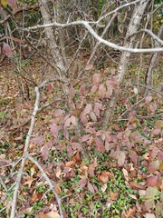 Crataegus pruinosa