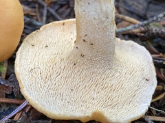 Hydnum oregonense