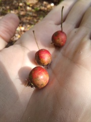Crataegus pruinosa