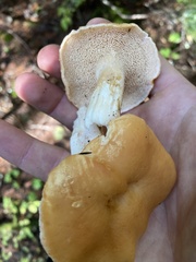 Hydnum oregonense