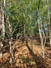 Crataegus pruinosa