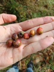 Crataegus pruinosa