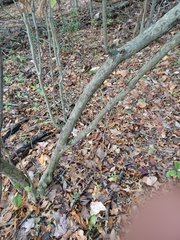 Crataegus pruinosa