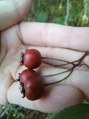 Crataegus pruinosa