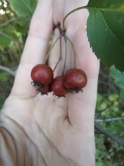 Crataegus pruinosa