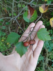Crataegus pruinosa