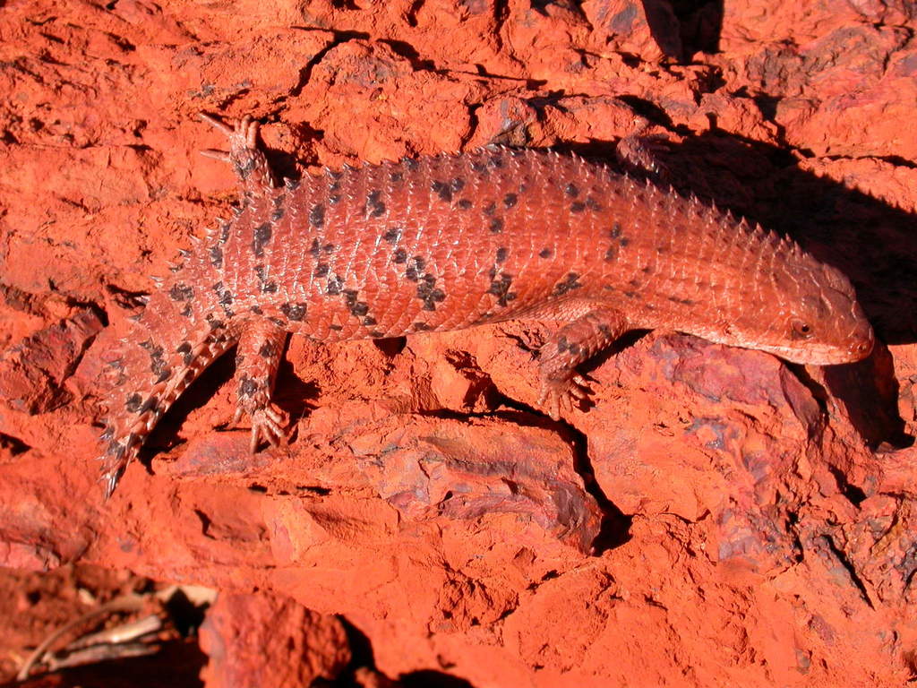 Western Pilbara Spiny-Tailed Skink