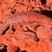 Western Pilbara Spiny-tailed Skink - Photo (c) Graham Armstrong, some rights reserved (CC BY-NC), uploaded by Graham Armstrong