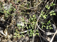 Paronychia lindheimeri