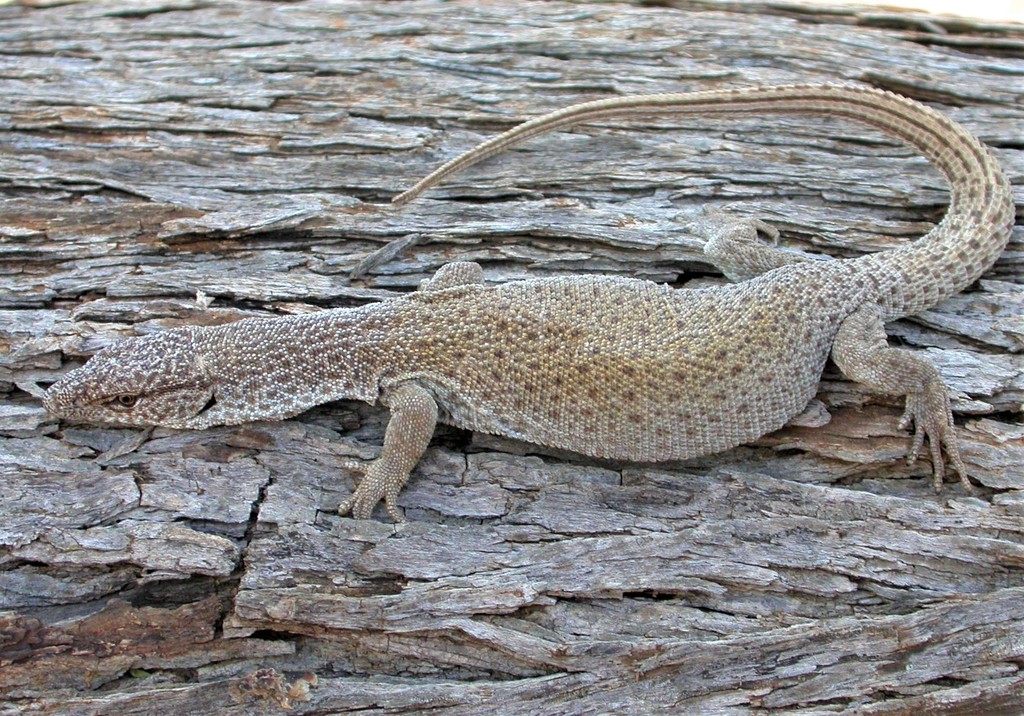 Line-Tailed Pygmy Monitor (Varanus caudolineatus) Graham Armstrong - some rights reserved