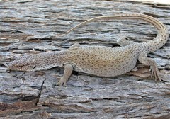 Varanus caudolineatus