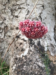 Hoya pubicalyx