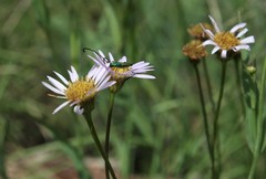 Afroaster serrulatus