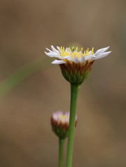 Afroaster serrulatus