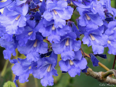 Jacaranda brasiliana