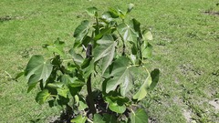 Ficus carica