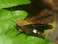 Epargyreus socus