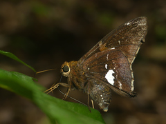 Epargyreus socus