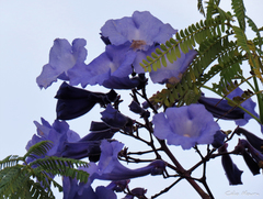 Jacaranda brasiliana