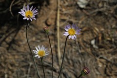 Afroaster serrulatus