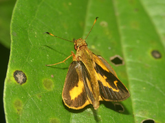 Lento krexoides
