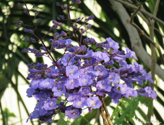 Jacaranda brasiliana