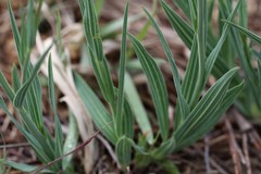 Afroaster serrulatus