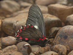 Mimoides lysithous rurik