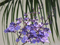 Jacaranda brasiliana