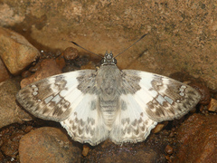 Polyctor polyctor polyctor