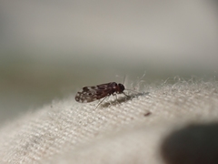 Peripsocus