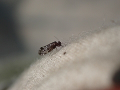 Peripsocus