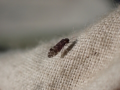 Peripsocus