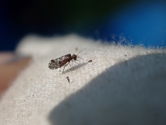 Peripsocus