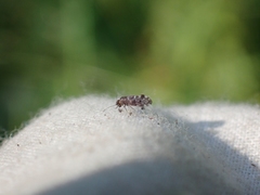 Peripsocus
