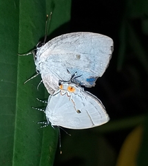 Iaspis andersoni