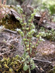 Sedum jaliscanum
