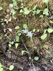 Sedum jaliscanum
