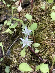 Sedum jaliscanum