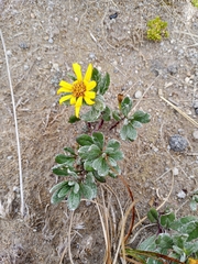 Senecio procumbens