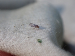 Peripsocus