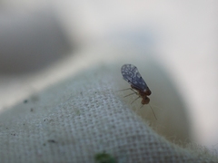 Peripsocus